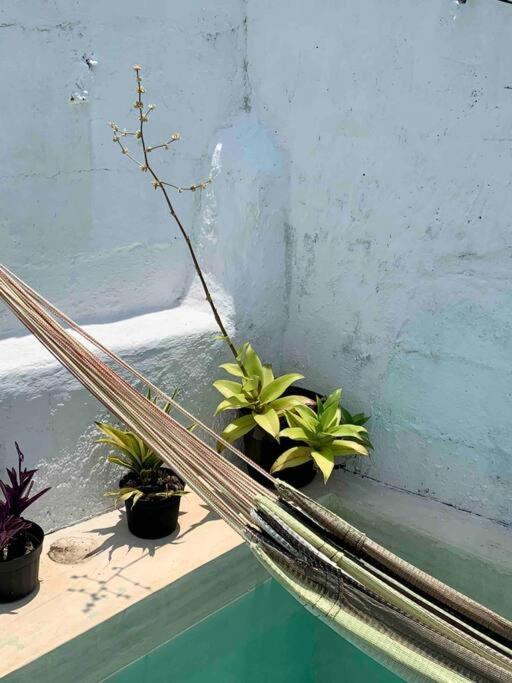Casita Azul Colonial En El Centro De Merida. מראה חיצוני תמונה